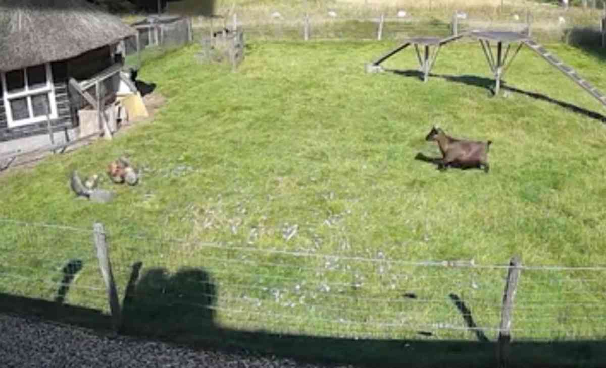 فيديو طريف.. عملية فدائية لديك وماعز