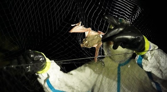 باحثون يبدأون في جمع عينات من