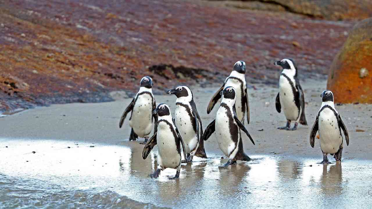 حادث مأساوي.. سرب نحل يقتل 64