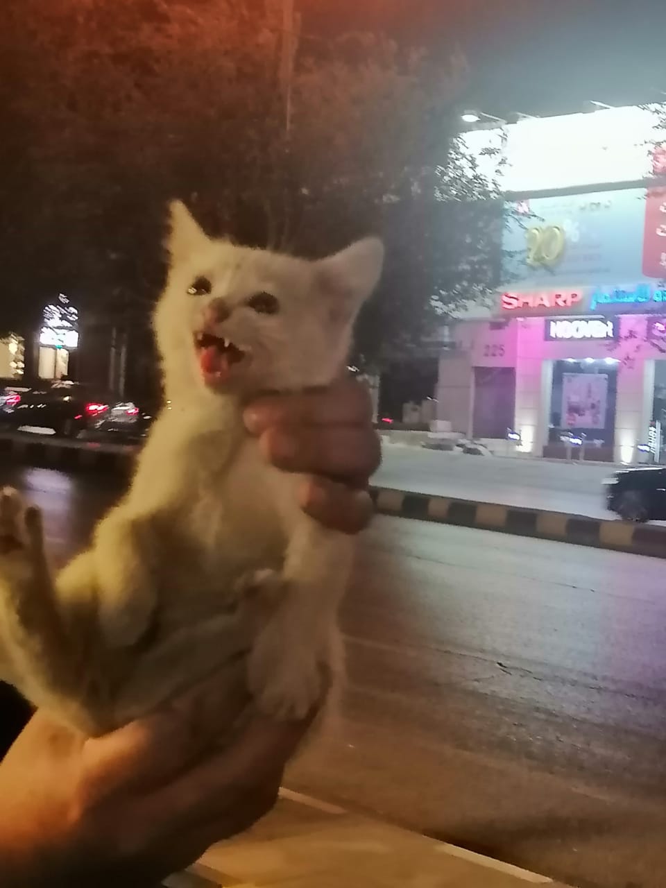 هذا ما حدث.. لإنقاذ قطة في