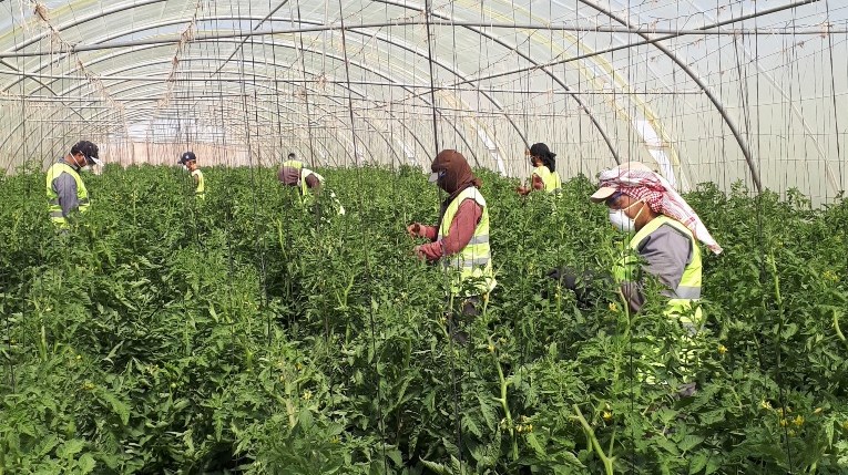 من الحنيفات للمزارعين: هذه قيمة المنحة