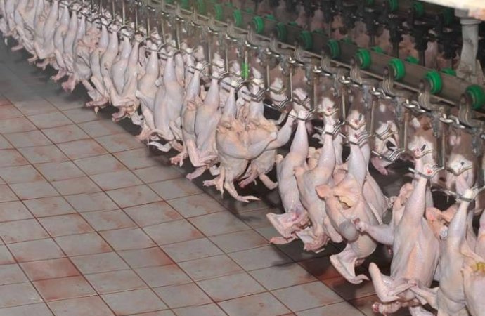 ’الوطنية‘ تقرر إغلاق مسلخ ومصنع اللحوم