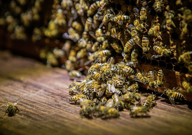 الربابعة: آفة “الفاروا” تسبب خسائر كبيرة