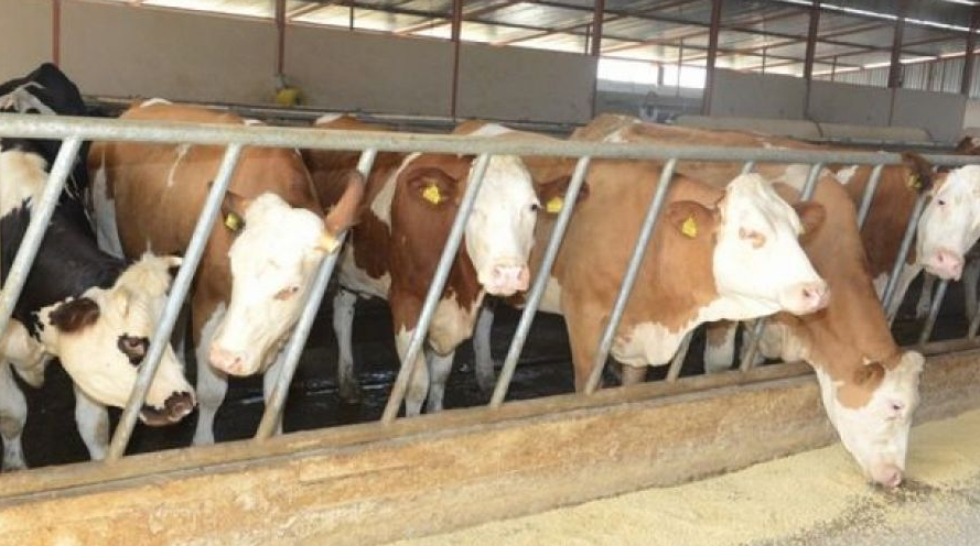 ستنقل عبر “60”رحلة جوية.. رجل أعمال