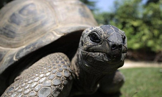 «سلاحف» داخل كيس في مركبة والجمارك