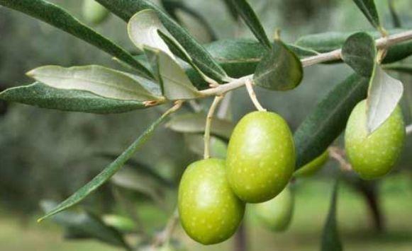 الإفتاء تحدد نصاب الزيتون الذي تجب