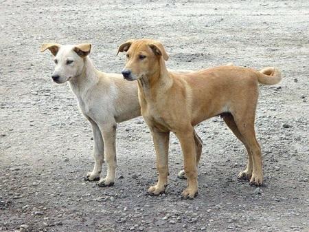 إقامة أول حظيرة للكلاب الضالة بالجنوب