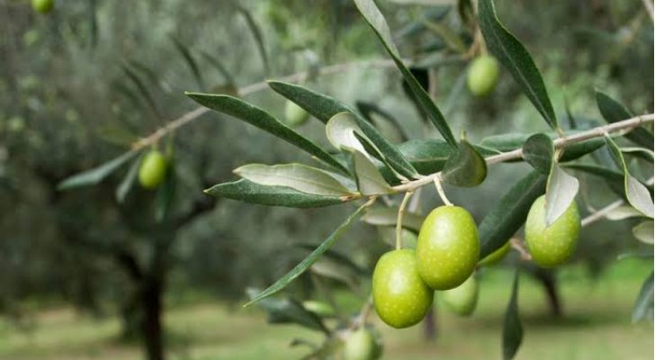 وزير الزراعة: وقف استيراد زيت الزيتون