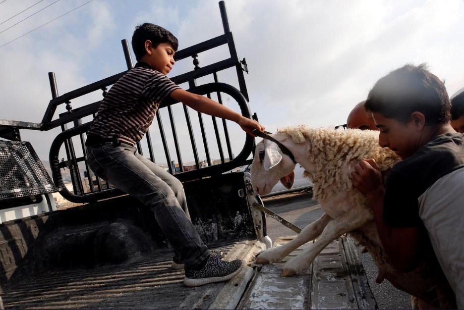 «الحمى القلاعية» تغلق سوق المواشي في