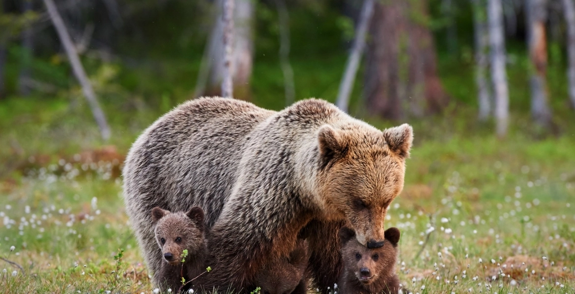 رجل أمريكي يتفاجأ بدب داخل مطبخه..