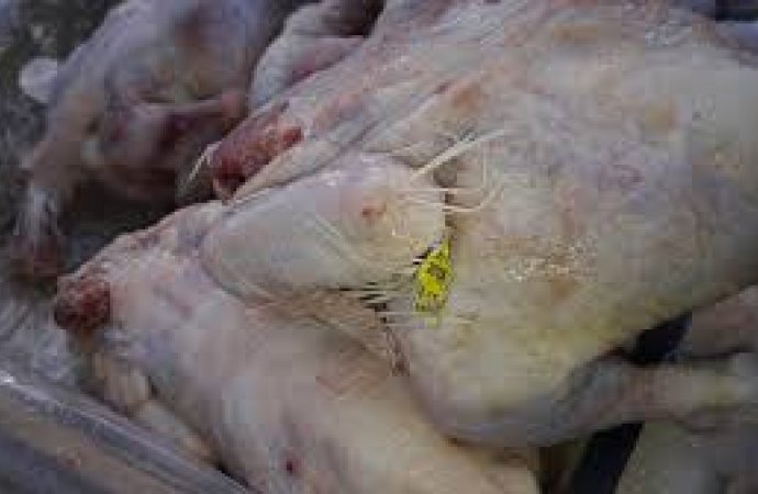 انتهاء التحقيق بقضية الدجاج الفاسد.. واحالة