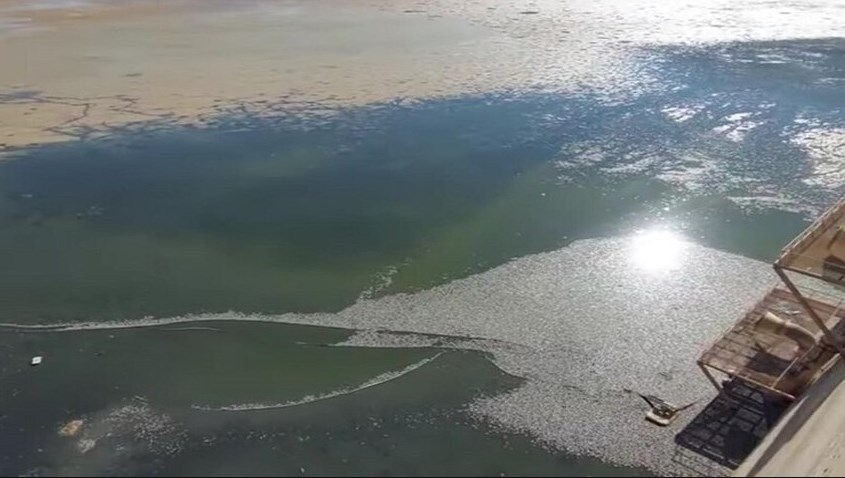 نفوق أعداد كبيرة من الأسماك في