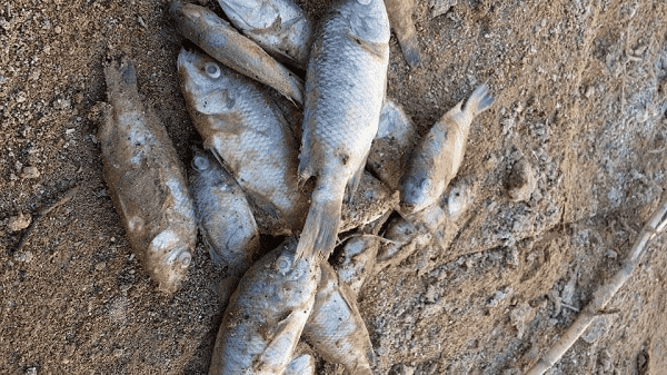 شاهين: نحو 8 ملايين سمكة نفقت