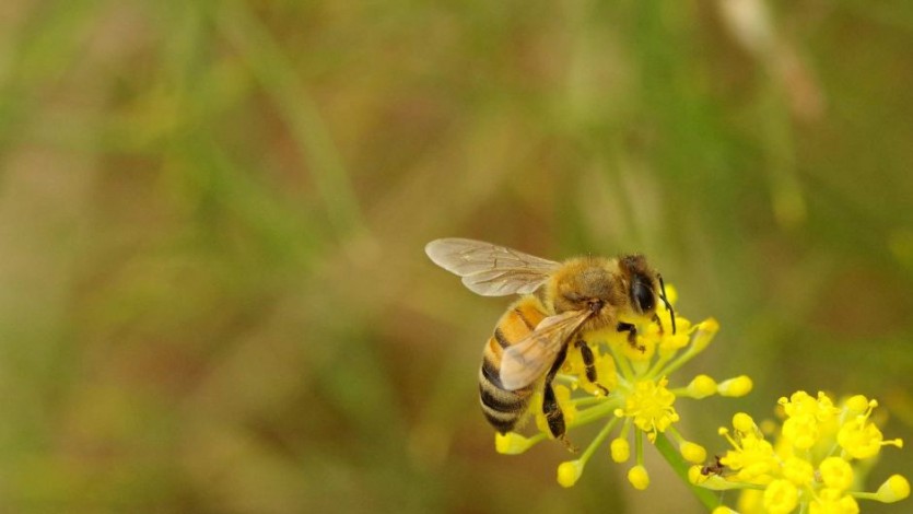 هل تسير وراء الناس حيث ساروا؟