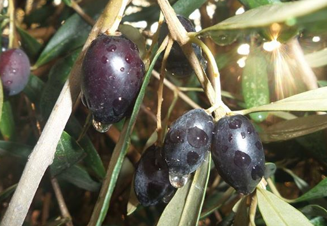 هل تؤثر أول شتوة على جودة