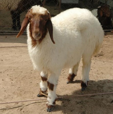 الزراعة تسمح بإخراج الحيوانات المحجورة بسوق