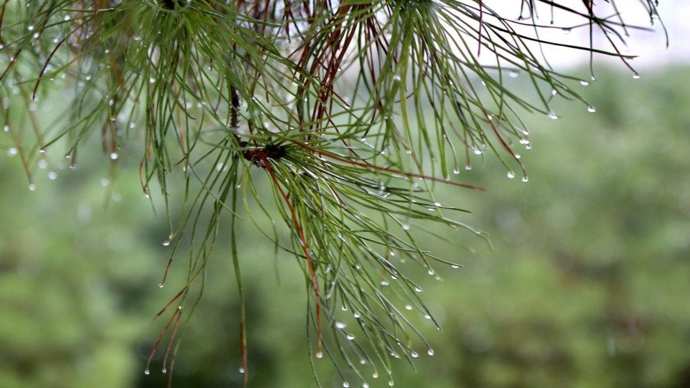 وزارة الزراعة: الأمطار التي هطلت على