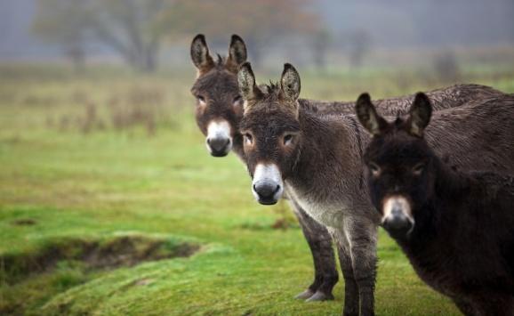 الغذاء والدواء تنفي بيع لحوم الحمير