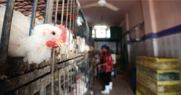 سقوف سعرية للدجاج.. الطازج بدينارين والنتافات