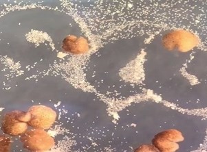 علماء يطورون علاجا للسرطان من خلايا