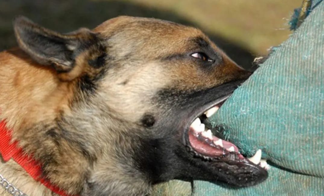 الكلاب الضالة تصل بلدية العالوك وتنهش