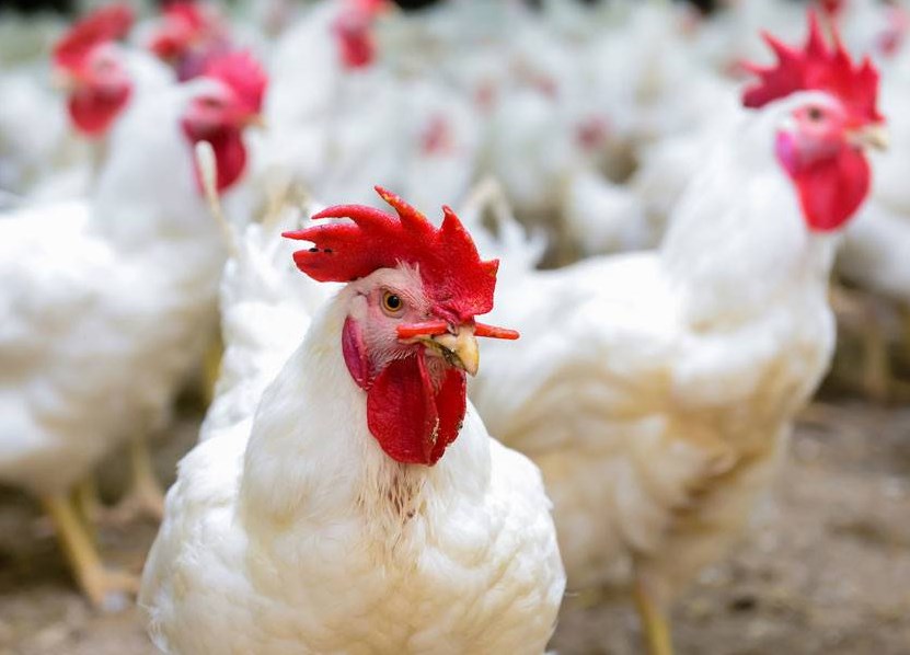  «الصناعة والتجارة» تحدد أسعاراً تأشيرية للدجاج 