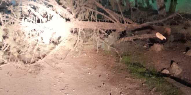 مأدبا: فتح الطريق إلى الفيصلية بعد سقوط أشجار