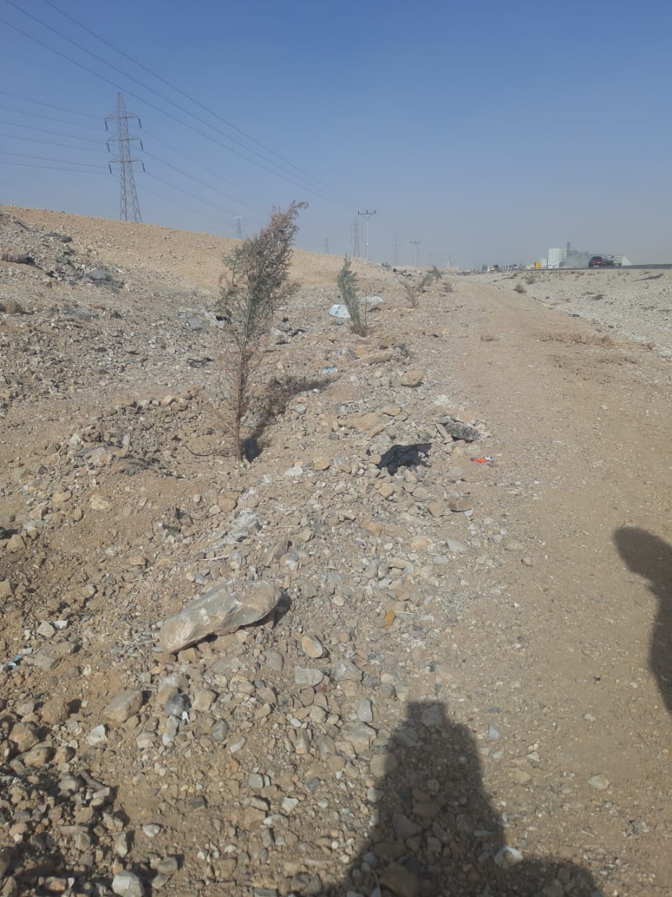 بدء زراعة الأشجار الحرجية على “الصحراوي