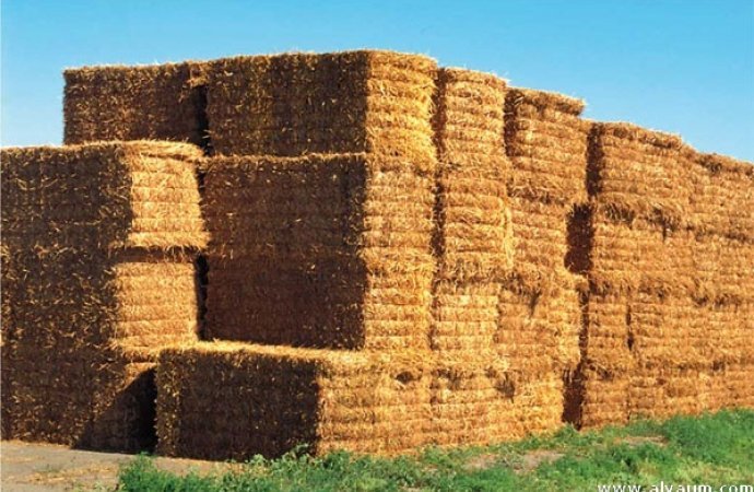 الأردن يطرح مناقصة جديدة لشراء 100