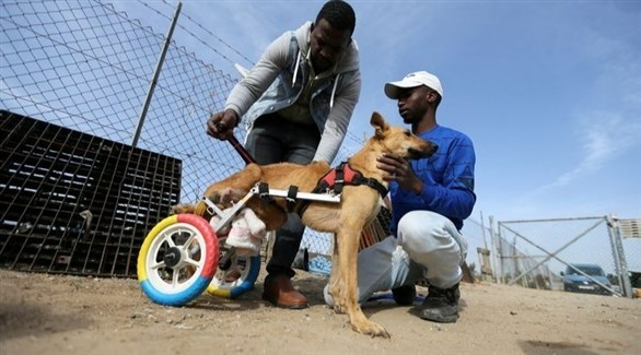 مأوى في غزة يحول عجلات السيارات
