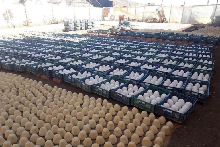 الغذاء والدواء: لا نستورد الأجبان والجميد