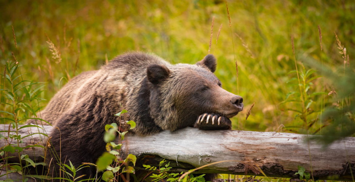 للحيوانات أيضا أنماط نوم
