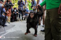 شمبانزي تربّت على أيدي البشر تلقى