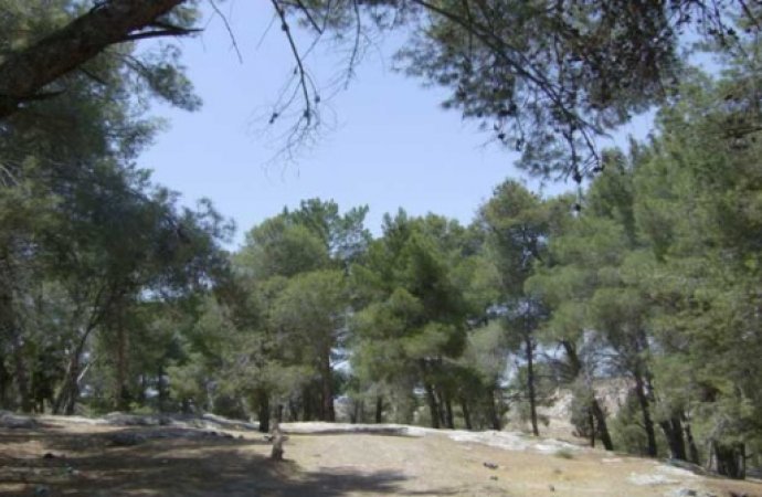 الحنيفات: الأشجار الحرجية في المملكة تعود