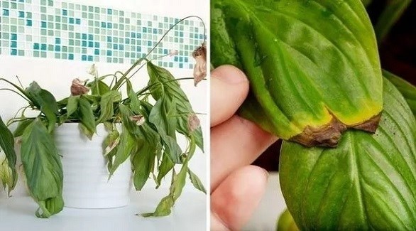 مشاكل شائعة تواجهها النباتات المنزلية في