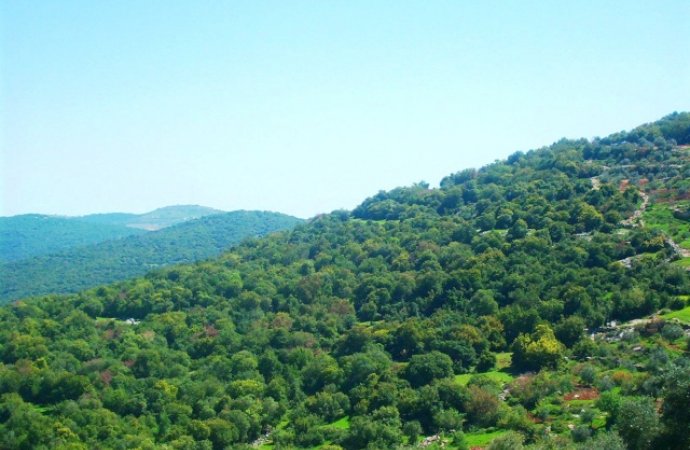 مناقشة زراعة 10 ملايين شجرة خلال