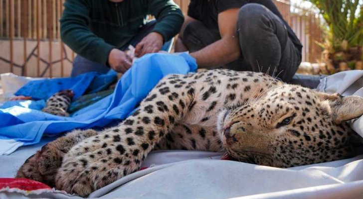 افترس 25 خروفا.. الإيقاع بنمر نادر