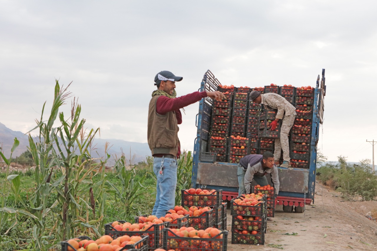 صندوق البندورة بـ 60 قرشا