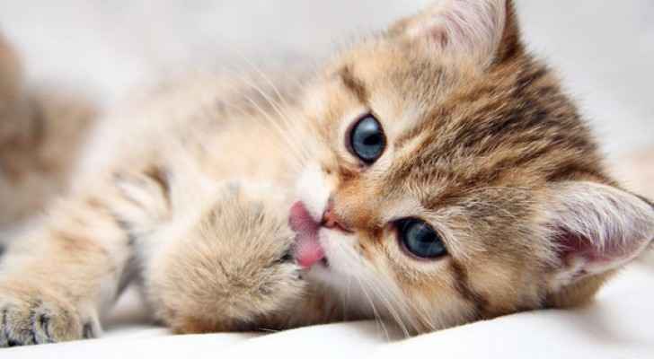 كيف أصبحت القطط حيواناتنا المحببة في