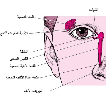 عيناك تدمعان دون سبب وبشكل زائد