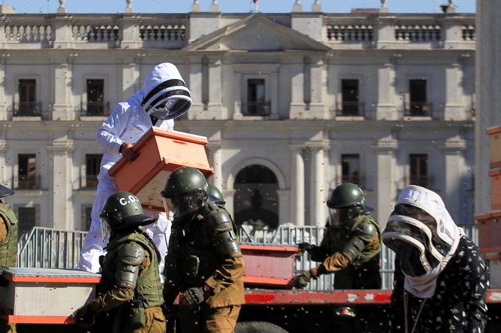 أسراب نحل تهاجم قوات الشرطة في