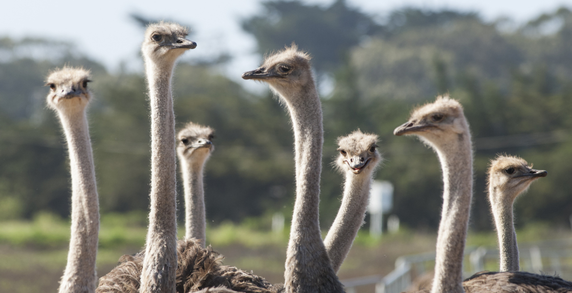 فيديو هروب جماعي لنعام في مدينة
