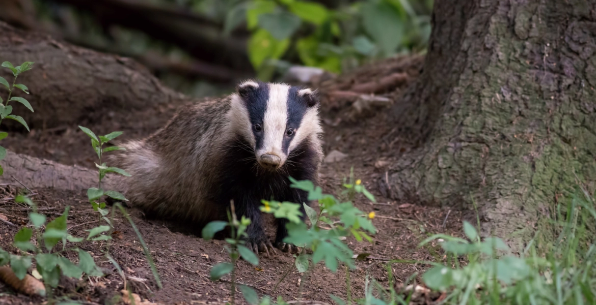 حيوان جائع يقود لاكتشاف كنز يعود