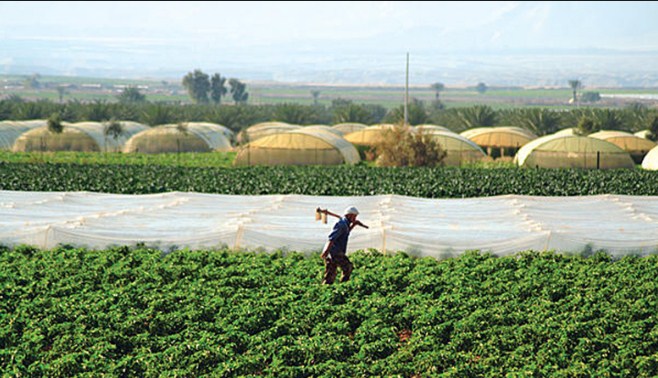 مختصون: خطة التنمية الزراعية ستنعش القطاع