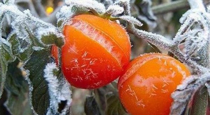 الصقيع يلحق أضرارا كبيرة بالمحاصيل الشتوية