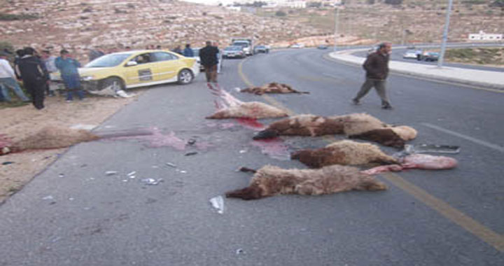 اربد .. نفوق أكثر من 35