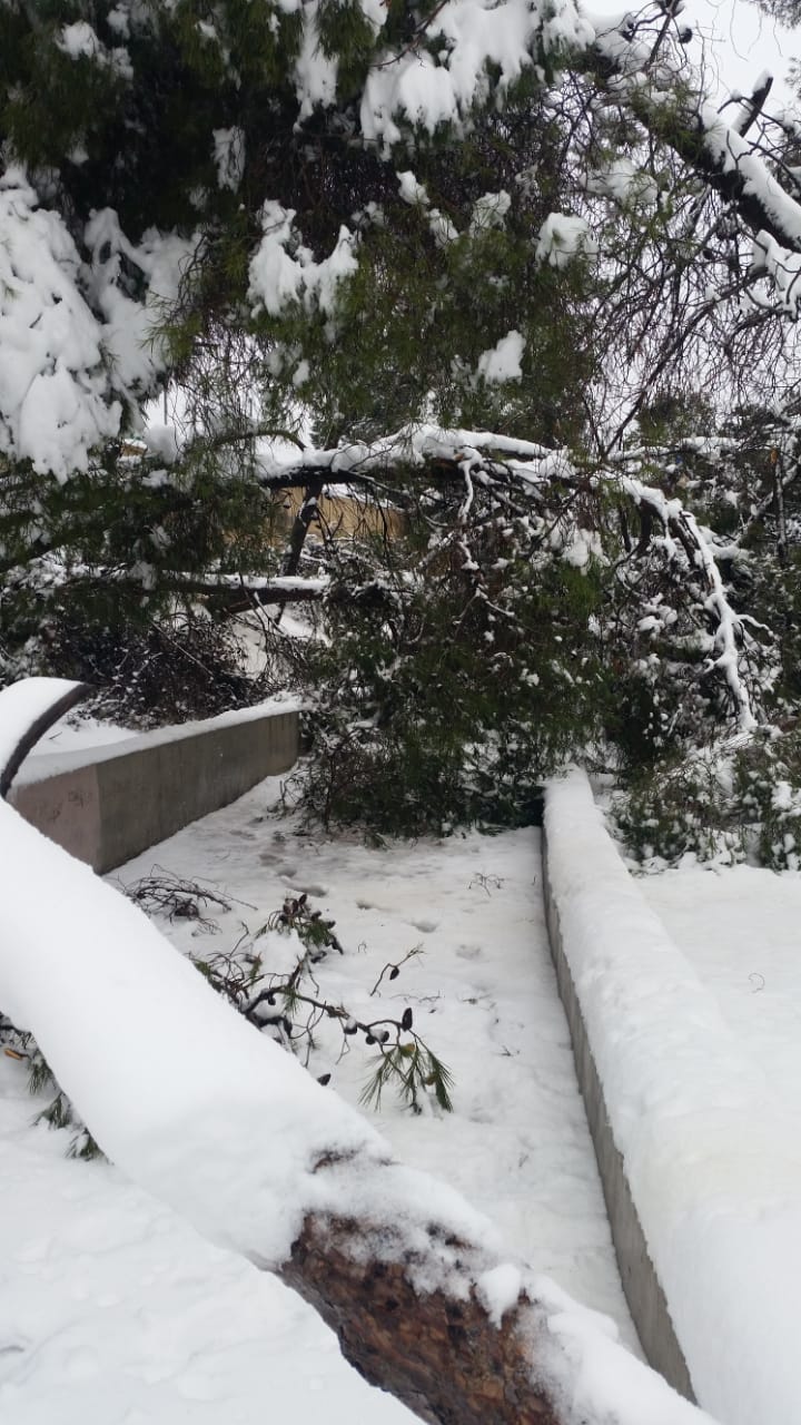 سقوط قرابة ألف شجرة في المدينة