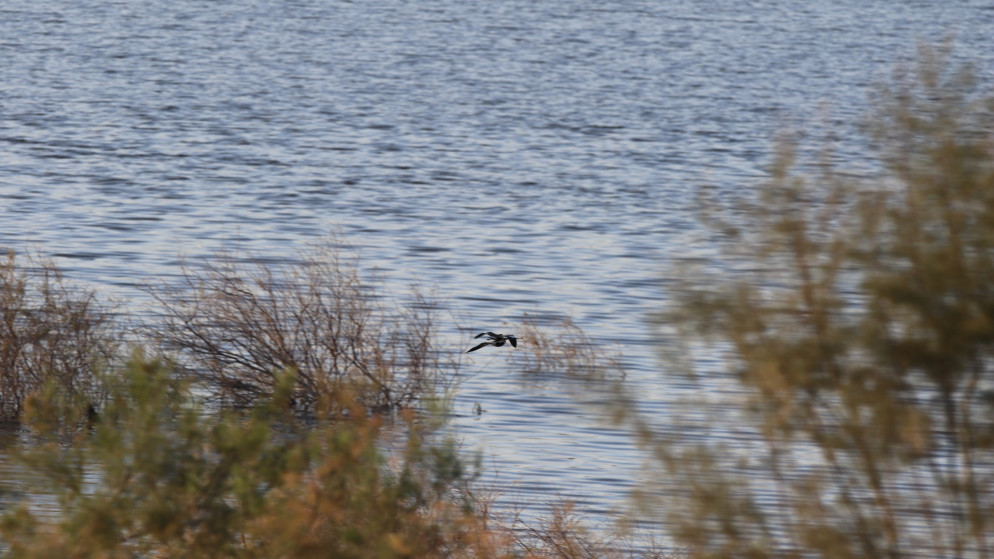 أمين عام سلطة المياه: الصيف المقبل