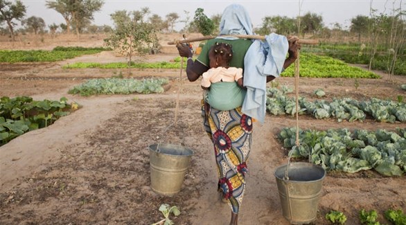 توقعات بتفاقم أزمة الغذاء في إفريقيا