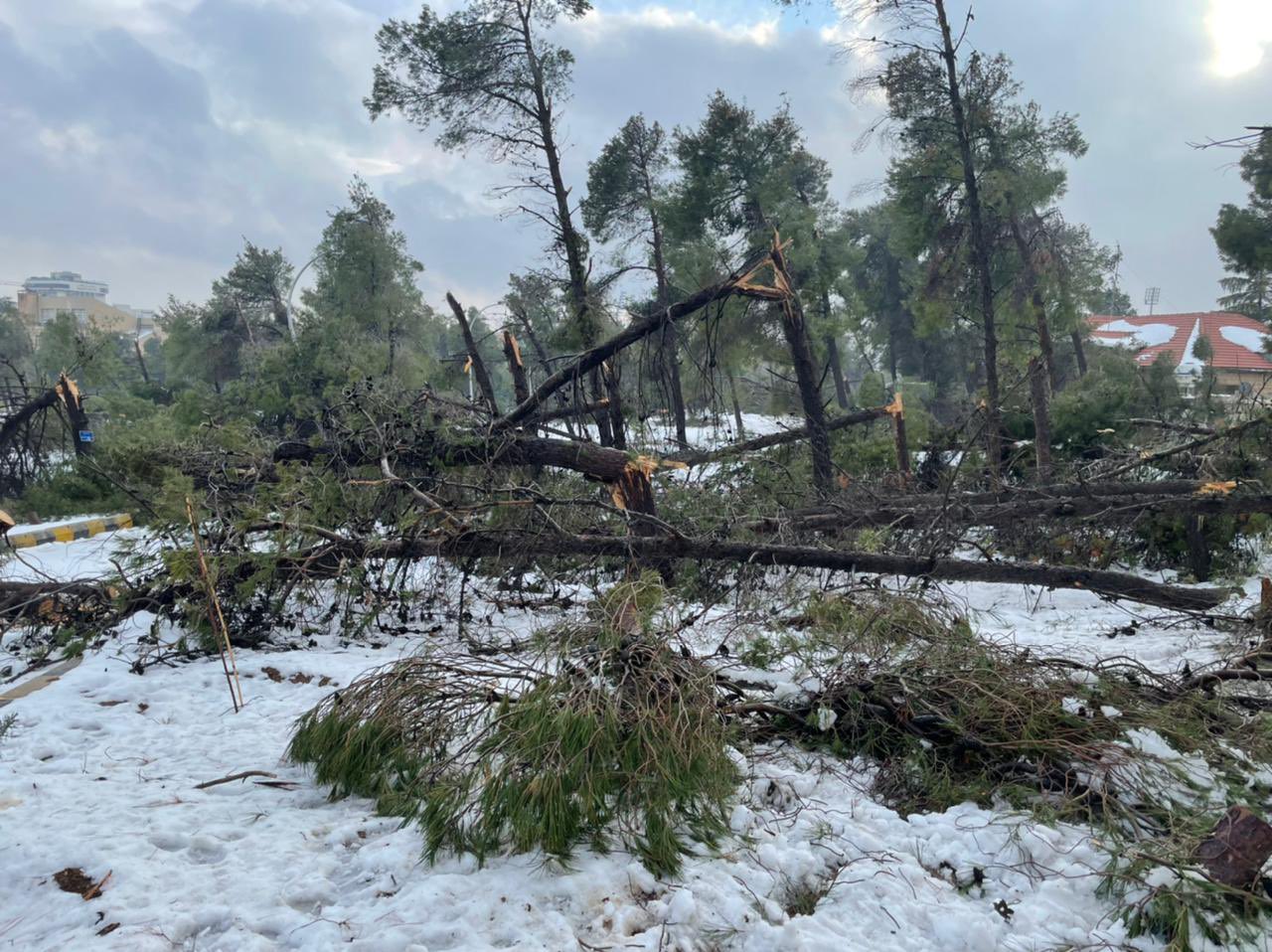 أمانة عمان: مجال عملنا حول الأشجار